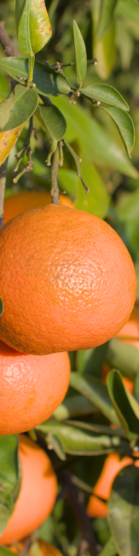 Orange growing in Cullera and our on-line business